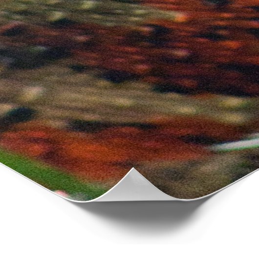 Shinisaurus crocodilurus poster (Ecke)