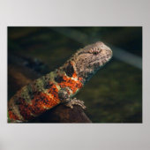 Shinisaurus crocodilurus poster (Vorne)