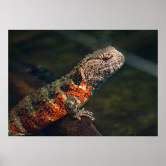 Shinisaurus crocodilurus poster (Vorne)