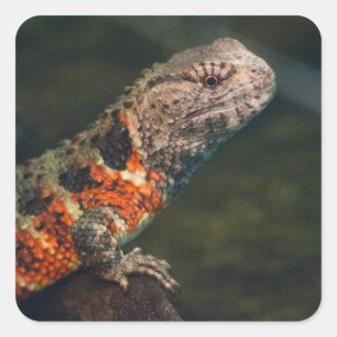 Shinisaurus crocodilurus quadratischer aufkleber