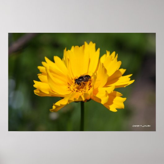 Shiny Center Poster (Vorne)