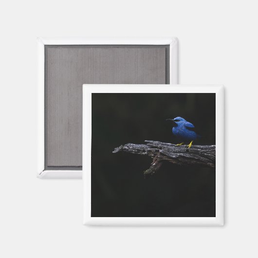 Shiny Honeycreeper Magnet (Vorderseite/Rückseite)