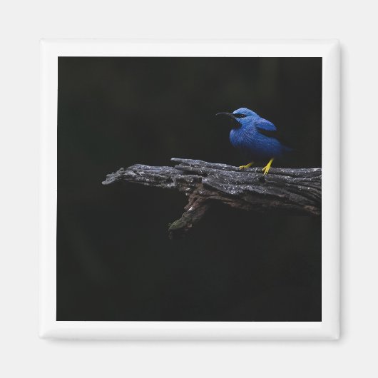 Shiny Honeycreeper Magnet (Vorne)