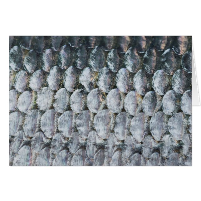 Shiny Lmon Scales (Vorderseite (Horizontal))