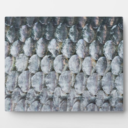Shiny Lmon Scales Fotoplatte (Vorderseite)