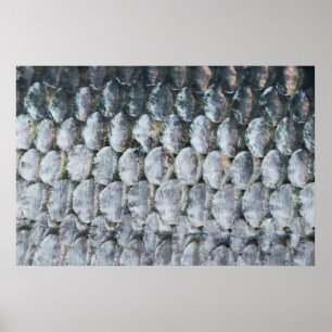 Shiny Lmon Scales Poster