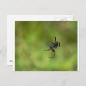 Shiny Red and Black Widow Spider Latrodectus macta Postkarte (Vorne/Hinten)