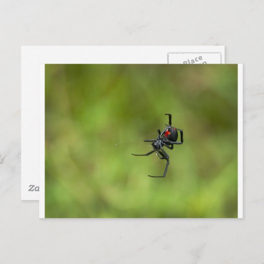 Shiny Red and Black Widow Spider Latrodectus macta Postkarte (Vorne/Hinten)