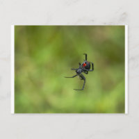 Shiny Red and Black Widow Spider Latrodectus macta