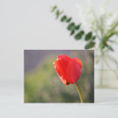 Shiny Red Tulip Postkarte (Stehend Vorderseite)