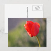 Shiny Red Tulip Postkarte (Vorne/Hinten)