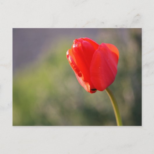 Shiny Red Tulip Postkarte (Vorderseite)
