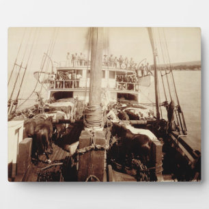 Shipping Cattle on the 'W.G. Hall', Hawaii, 1890s Fotoplatte