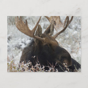 Shiras Bull-Elch Postkarte