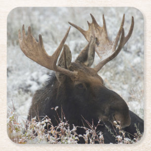 Shiras Bull-Elch Rechteckiger Pappuntersetzer