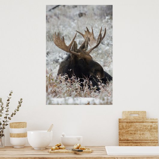 Shiras Bull Moose 2 Poster (Küche)