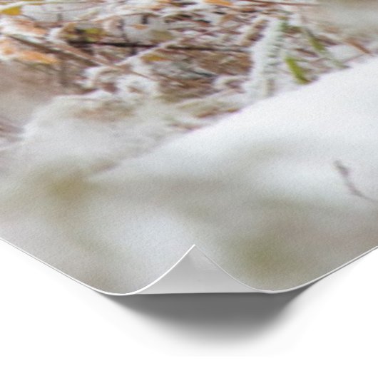 Shiras Bull Moose 2 Poster (Ecke)