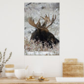 Shiras Bull Moose 2 Poster (Küche)