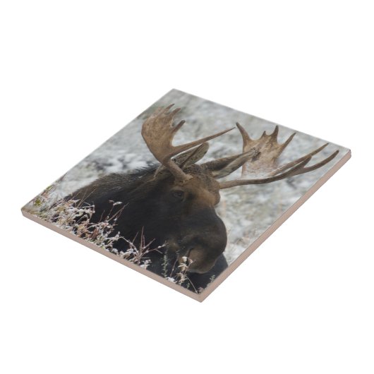 Shiras Bull Moose Fliese (Seite)