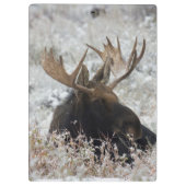 Shiras Bull Moose Klemmbrett (Rückseite)