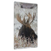 Shiras Bull Moose Klemmbrett (Rechts)