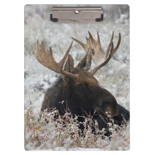 Shiras Bull Moose Klemmbrett (Vorderseite)