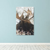 Shiras Bull Moose Leinwanddruck (Insitu (Holzboden))