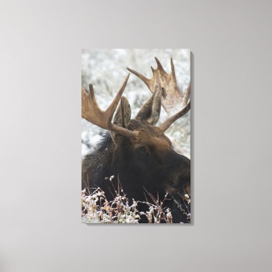 Shiras Bull Moose Leinwanddruck (Vorderseite)
