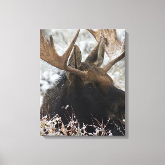 Shiras Bull Moose Leinwanddruck (Vorderseite)