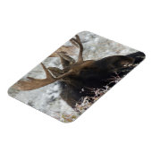 Shiras Bull Moose Magnet (Linke Seite)