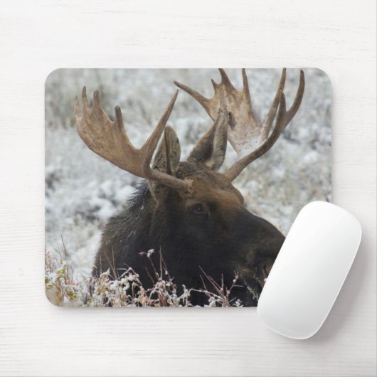 Shiras Bull Moose Mousepad (Mit Mouse)