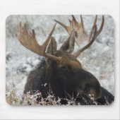 Shiras Bull Moose Mousepad (Vorne)