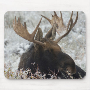 Shiras Bull Moose Mousepad