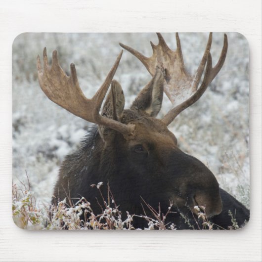 Shiras Bull Moose Mousepad (Vorne)