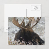 Shiras Bull Moose Postkarte (Vorne/Hinten)