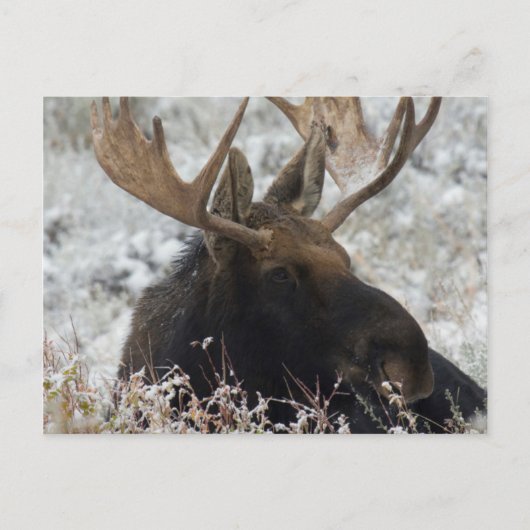 Shiras Bull Moose Postkarte (Vorderseite)