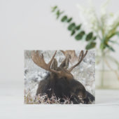 Shiras Bull Moose Postkarte (Stehend Vorderseite)