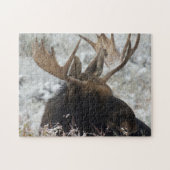 Shiras Bull Moose Puzzle (Horizontal)