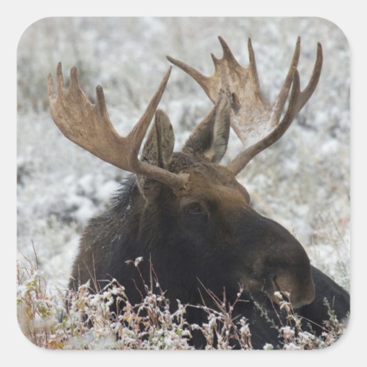 Shiras Bull Moose Quadratischer Aufkleber (Vorderseite)
