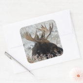 Shiras Bull Moose Quadratischer Aufkleber (Umschlag)