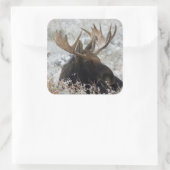 Shiras Bull Moose Quadratischer Aufkleber (Tasche)