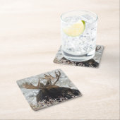 Shiras Bull Moose Rechteckiger Pappuntersetzer (Vor Ort)