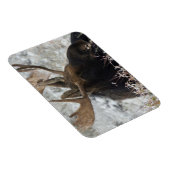 Shiras-Elchbulle Magnet (Rechte Seite)