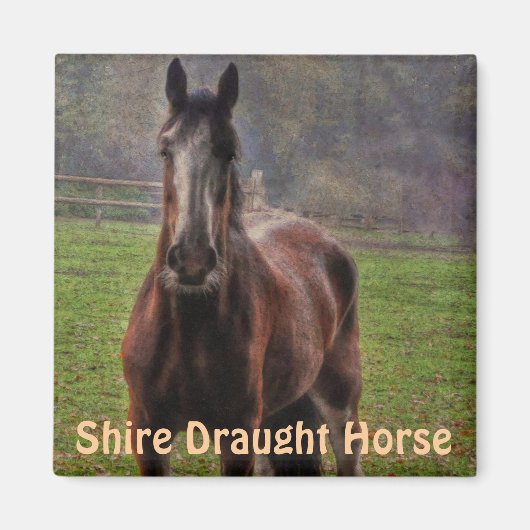 Shire Draft Horse, Hampshire, England Magnet (Vorne)