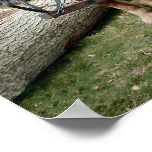 Shire Horse Poster (Ecke)