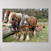 Shire Horse Poster (Vorne)