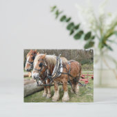 Shire Horses Postkarte (Stehend Vorderseite)