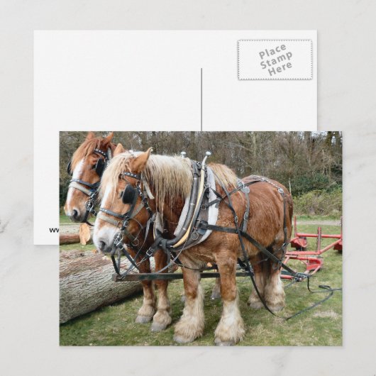 Shire Horses Postkarte (Vorne/Hinten)