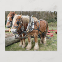 Shire Horses