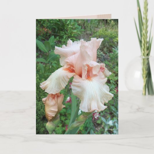 Shirleys Iris Karte (Vorderseite)